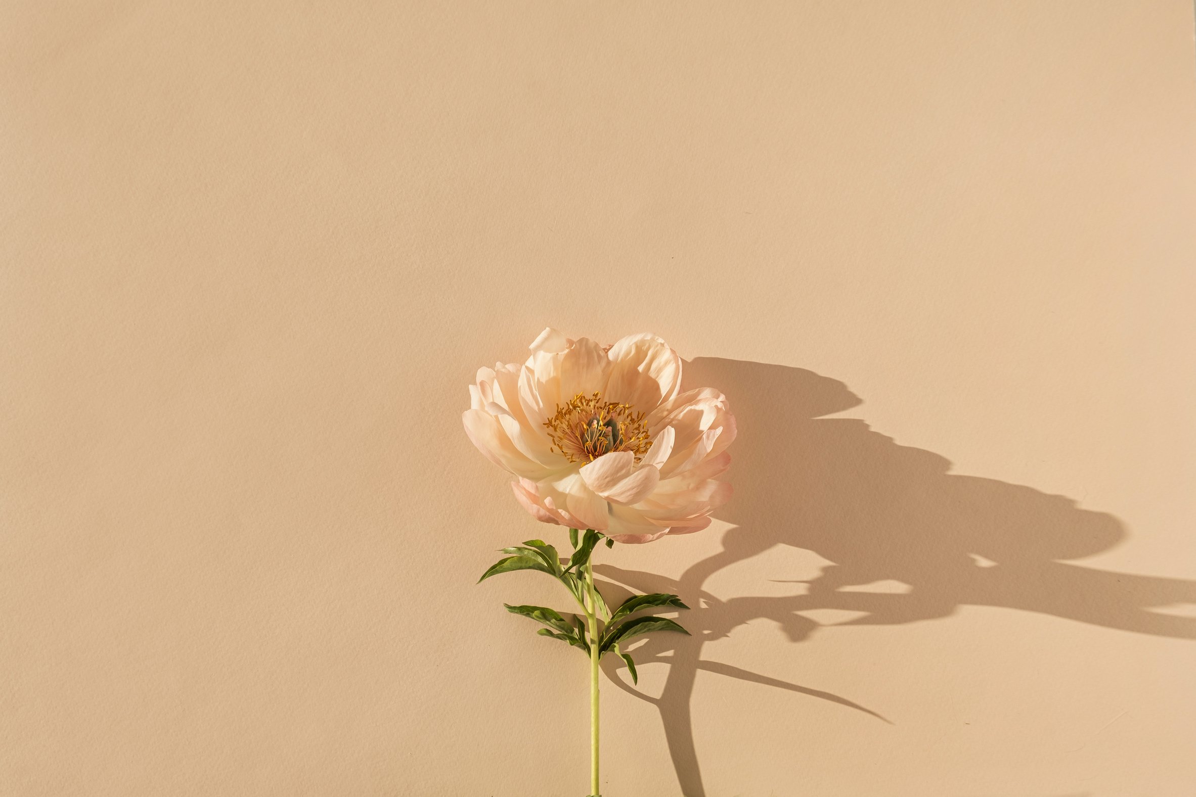 Pink Peony Flower on Beige Background Flatlay